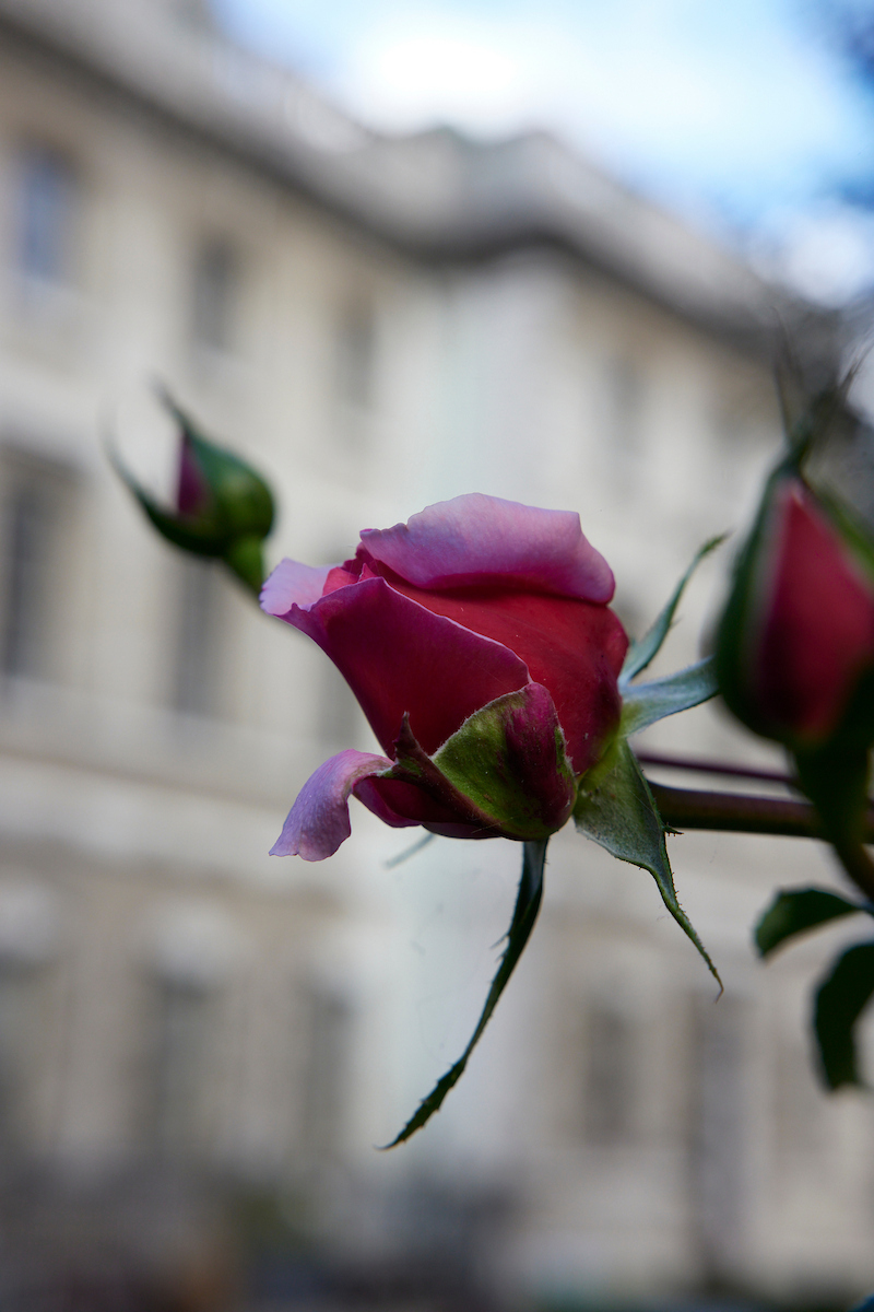 Photo ©MatthewAndrews https://matthewandrewsphotographer.co.uk/